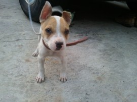 Manchas